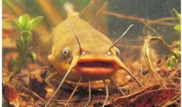 北极鲶鱼爆料视频播放下载,播放下载背后的真相